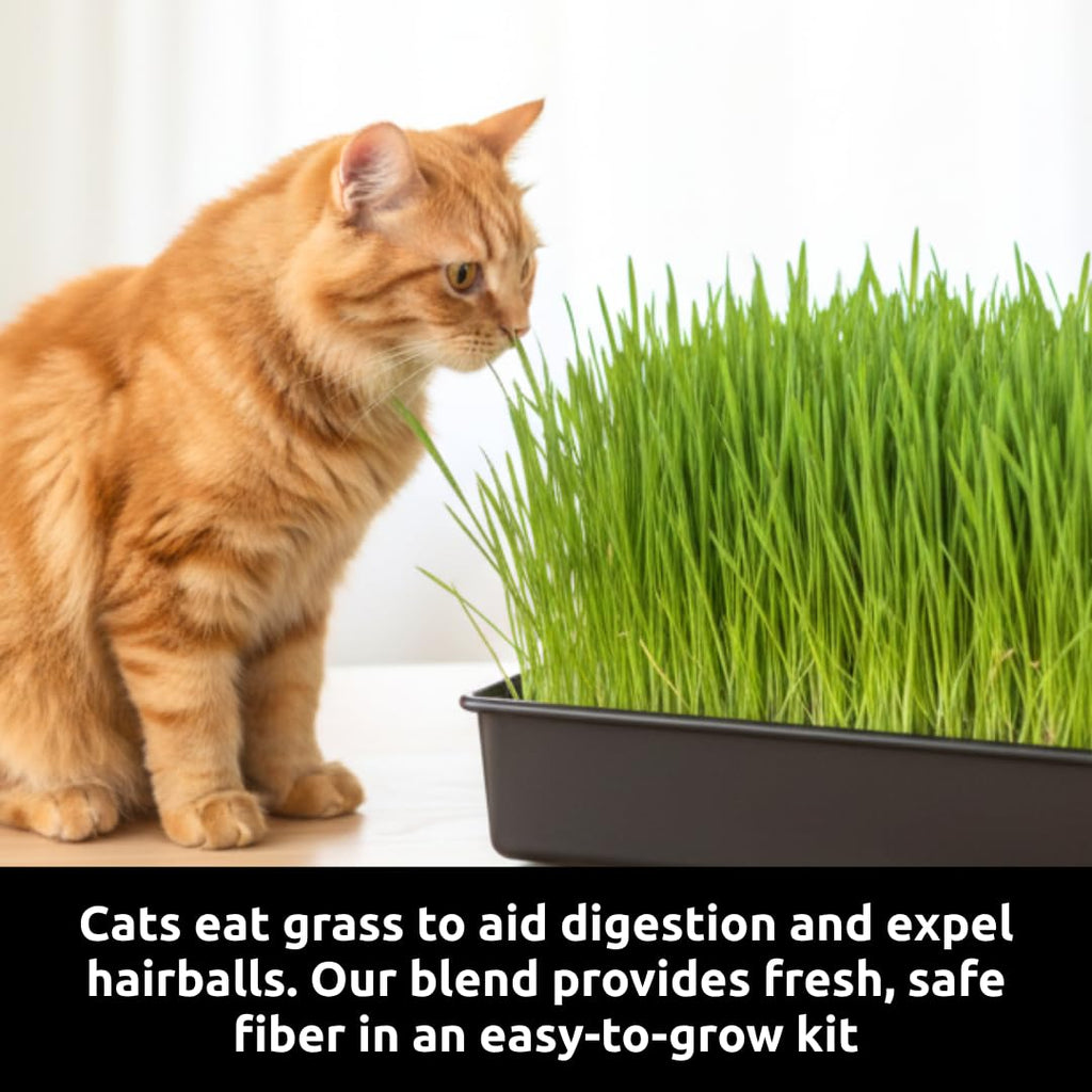 Cat Grass Growing Kit with Organic Seed and Jute Grow Mats Z954
