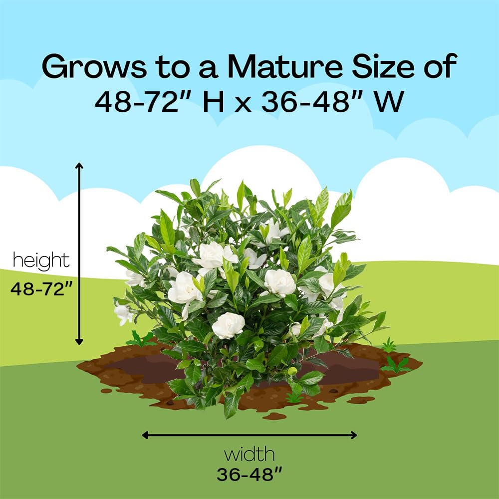 3 Gal. Gardenia Shrub U496