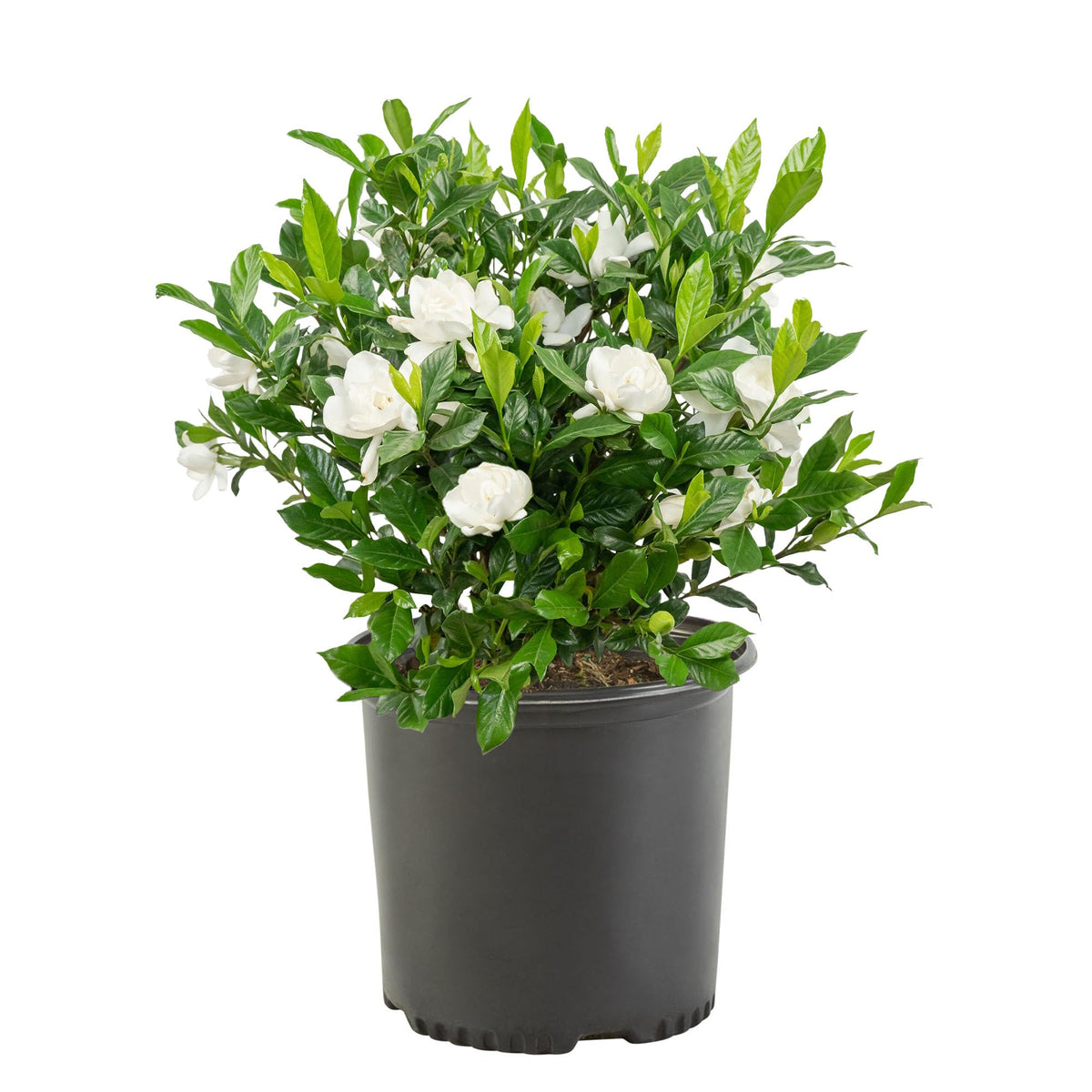 3 Gal. Gardenia Shrub U496
