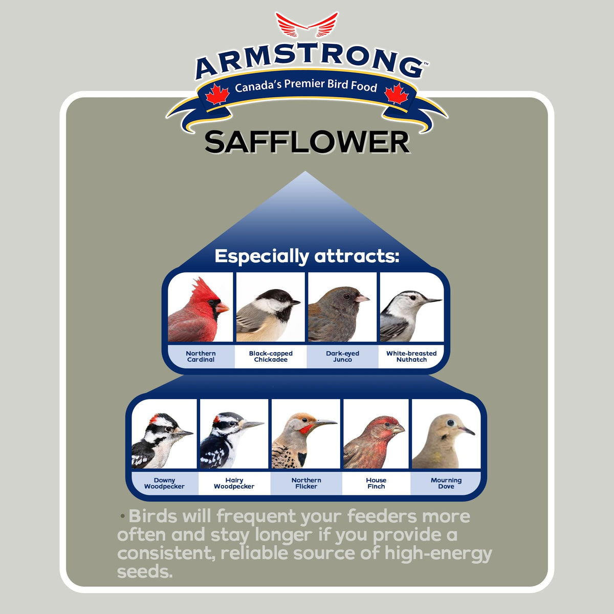 Safflower Bird Seed 20 Pounds Pack of 2 W1673