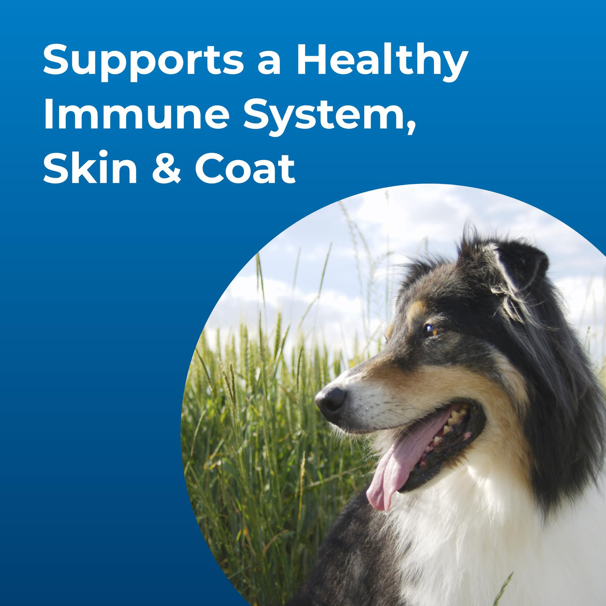 High Calorie Liquid Nutritional Supplement for Dogs & Puppies W3639