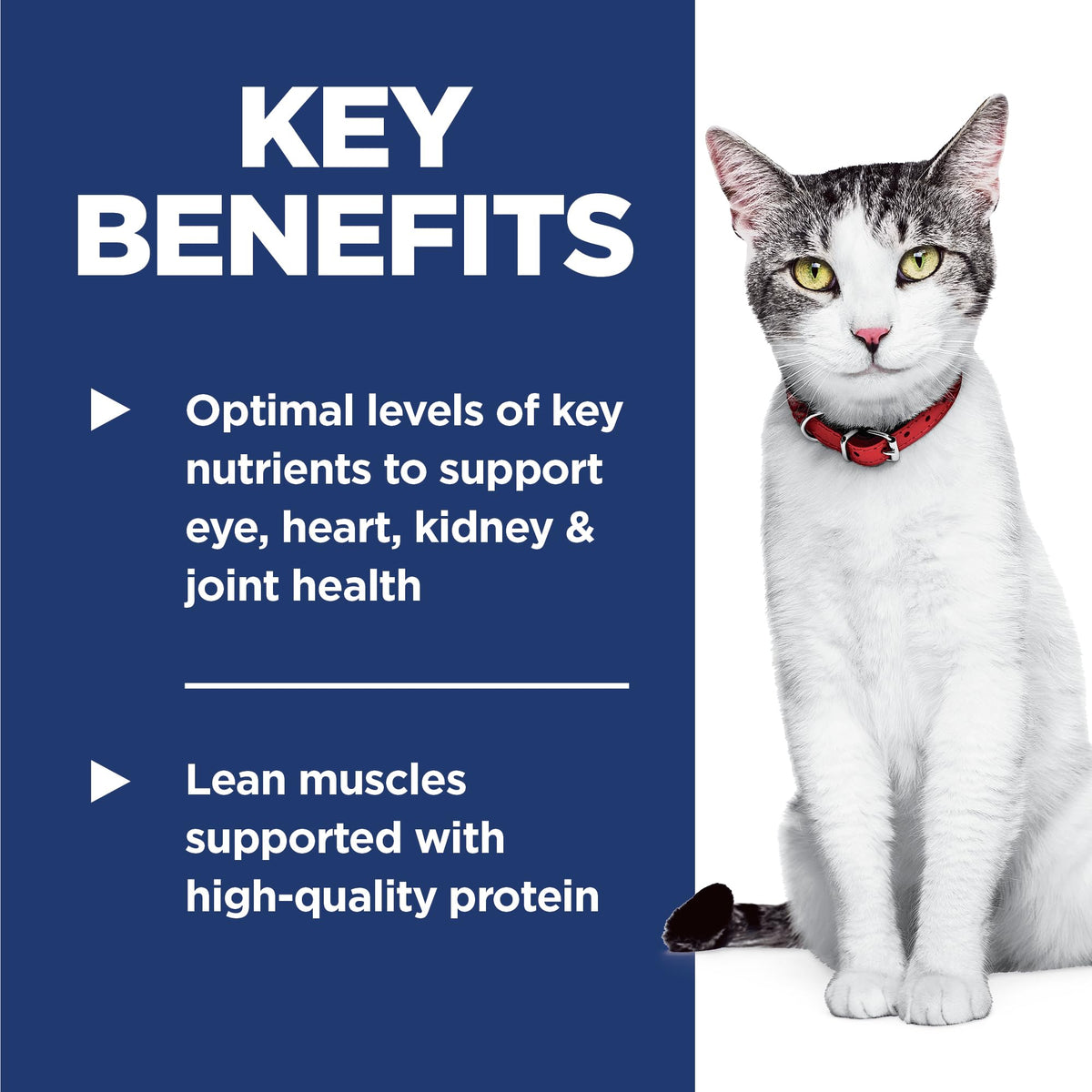Dry Cat Food H259