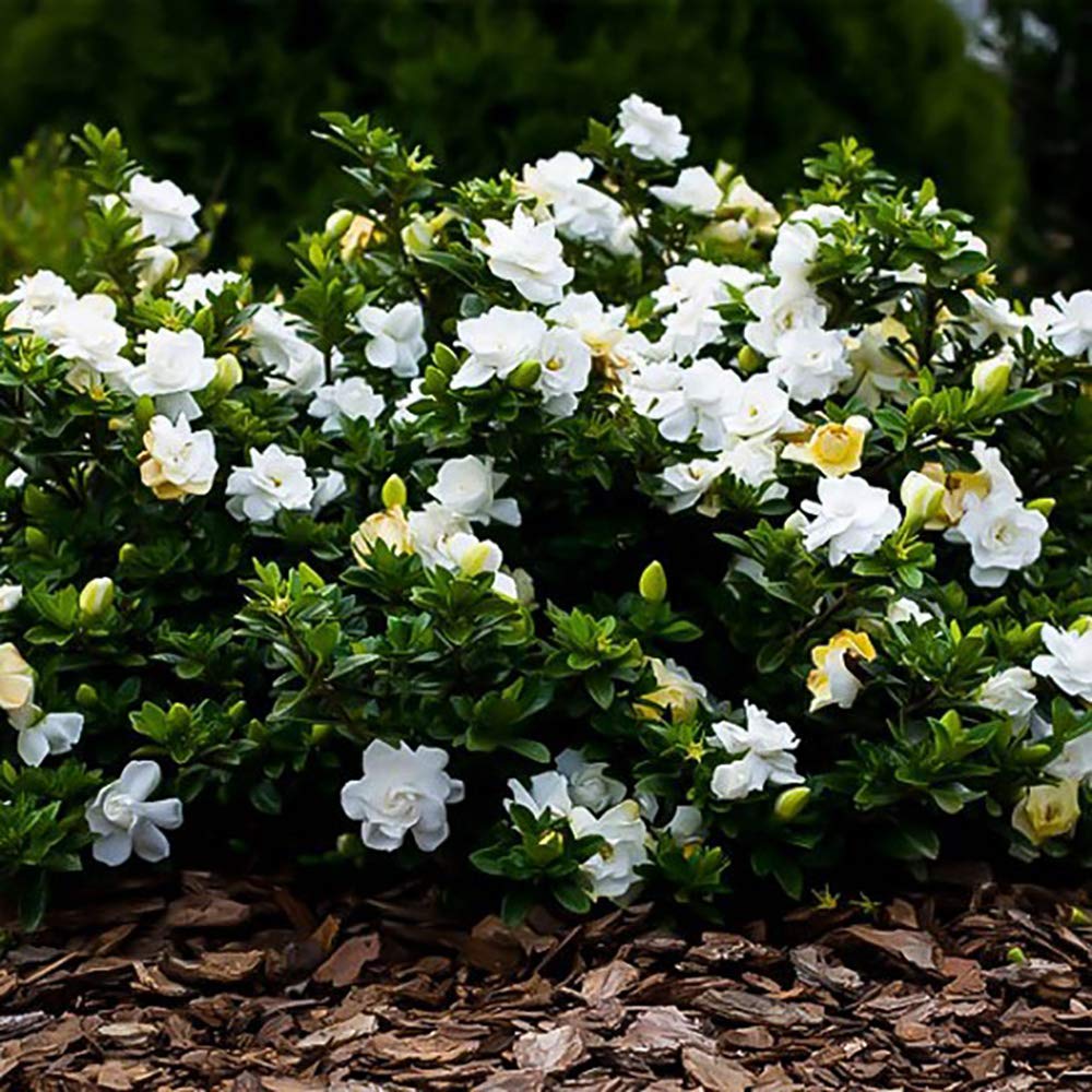 3 Gal. Gardenia Shrub U496