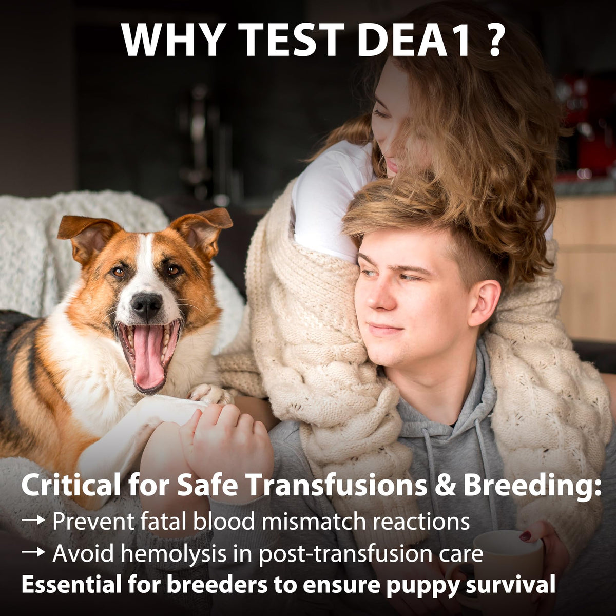 Dog Blood Typing Test Kit T719