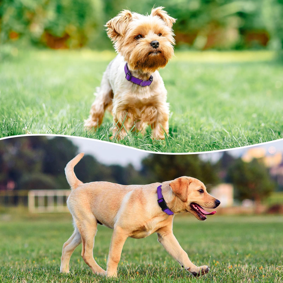 Reflective Adjustable Nylon Dog Collar L978