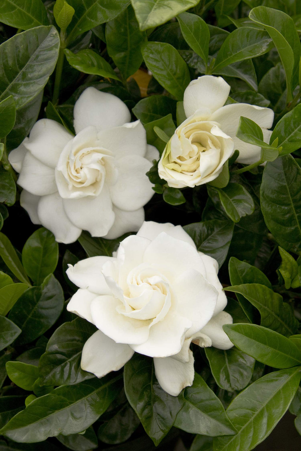3 Gal. Gardenia Shrub U496